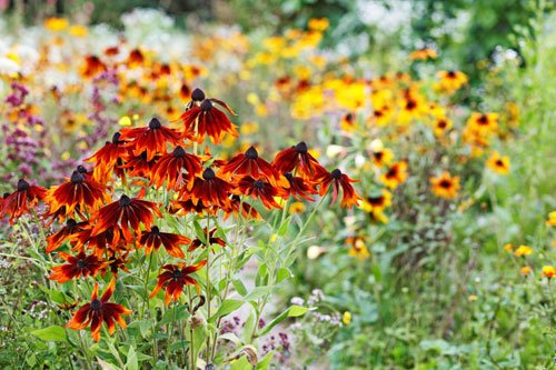 Präriegarten anlegen Diese Blumen und Gräser passen hinein garten tipps