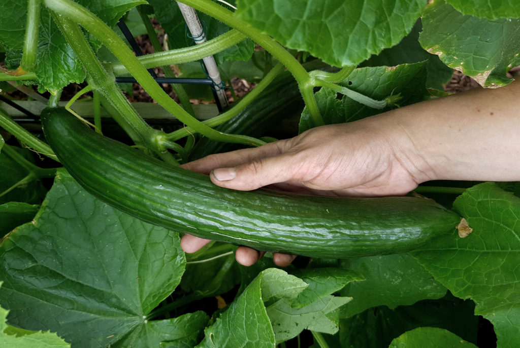 5 Tipps für Gurken aus dem eigenen Garten garten tipps