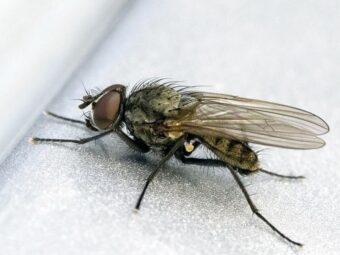Fliegen vertreiben Stubenfliegen mit Hausmitteln loswerden; garten tipps