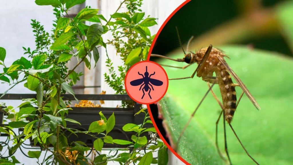 Dieses duftende Kraut hält den ganzen Sommer über Mücken fern garten