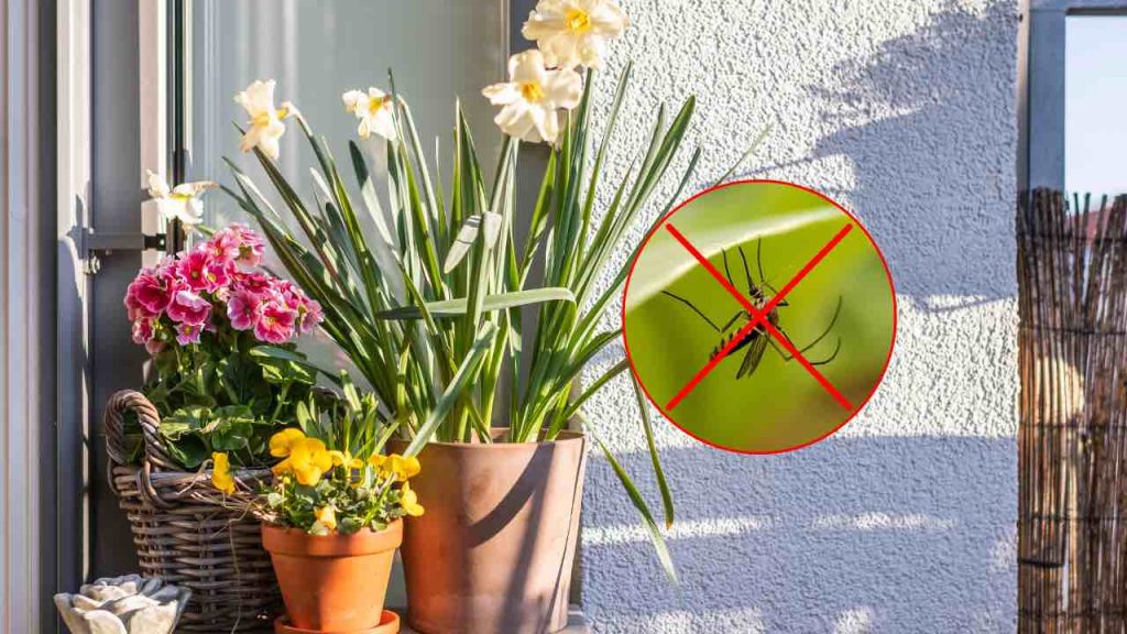 7 duftende und schöne Pflanzen für den Balkon Sie halten Fliegen und